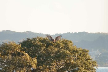 2021年11月28日(日) 稲敷市の野鳥観察記録