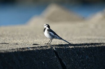 2021年11月26日(金) 会瀬漁港の野鳥観察記録