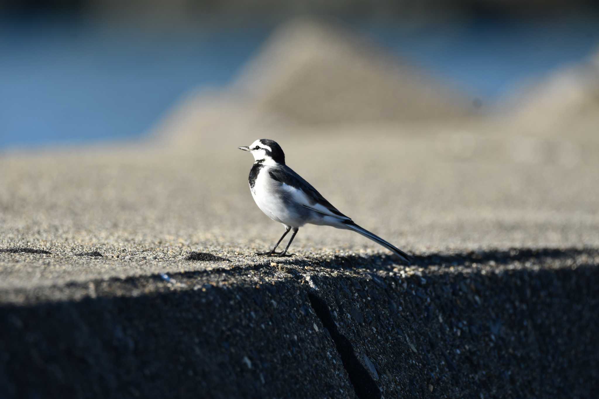 White Wagtail