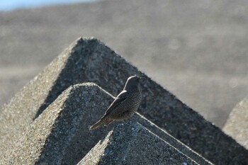 Blue Rock Thrush 会瀬漁港 Fri, 11/26/2021