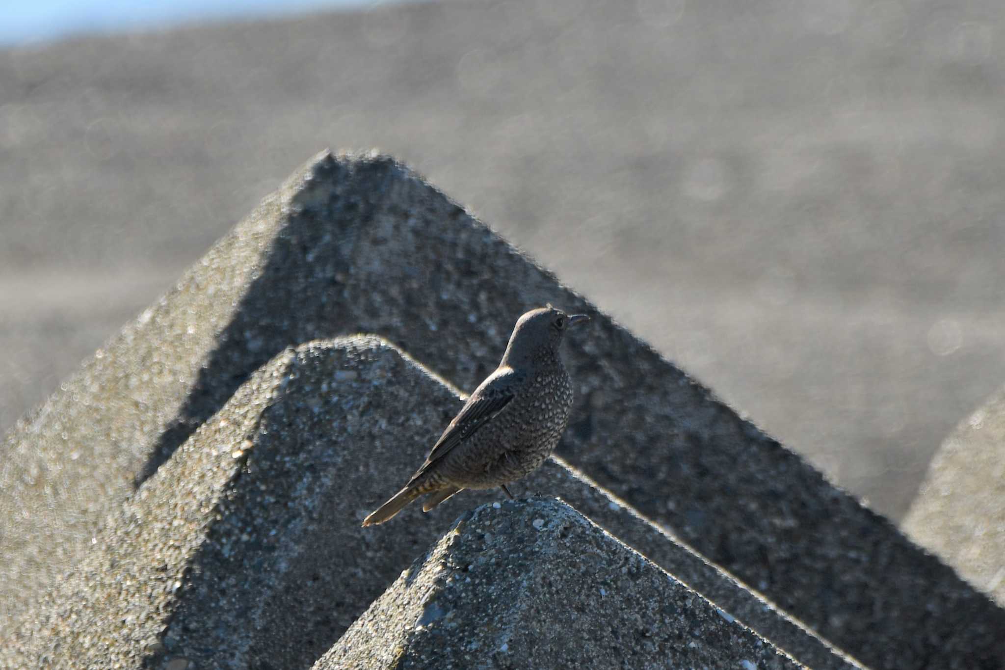 Blue Rock Thrush