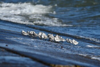 2021年11月26日(金) 平磯海岸の野鳥観察記録