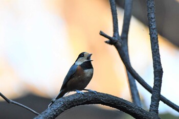 2021年11月27日(土) 北本自然観察公園の野鳥観察記録