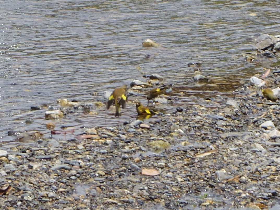 Photo of Grey-capped Greenfinch at 京都・大原 by smallfield