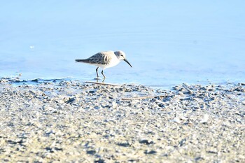 2021年11月28日(日) 伊佐沼の野鳥観察記録