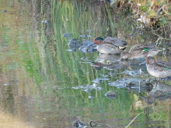 2021年11月28日(日) 巨椋干拓地の野鳥観察記録