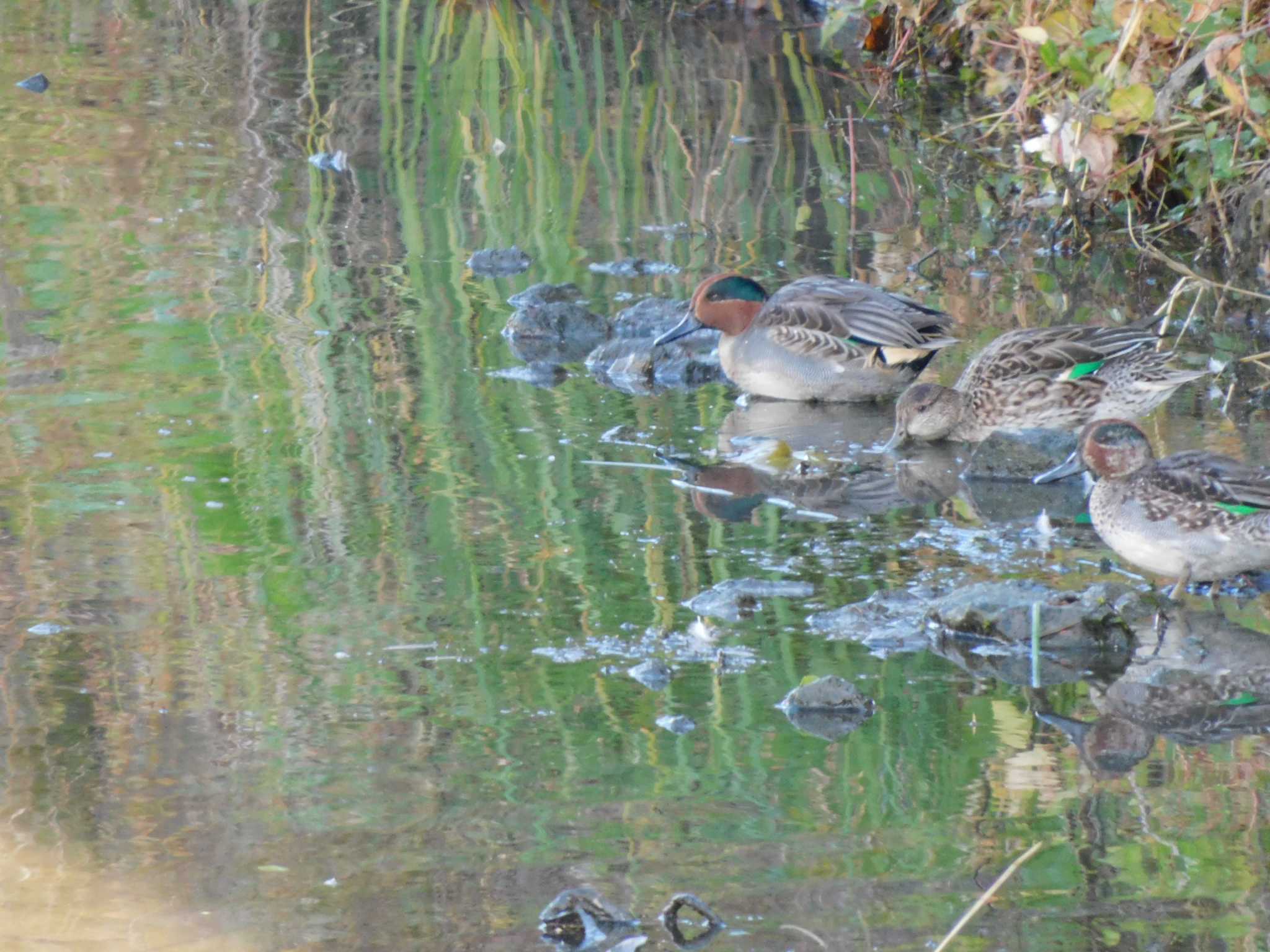 Eurasian Teal