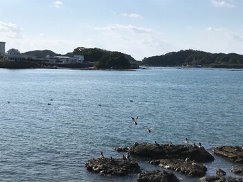 Eurasian Wigeon 和歌山県田辺市 Tue, 11/23/2021