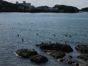 Tue, 11/23/2021 Birding report at 和歌山県田辺市