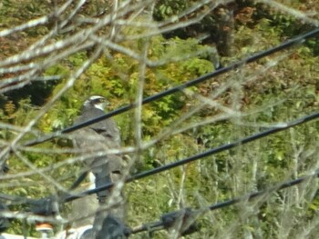 Tue, 11/30/2021 Birding report at ひき岩群国民休養地