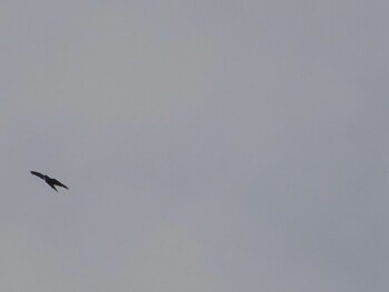 Eurasian Goshawk ひき岩群国民休養地 Tue, 11/30/2021