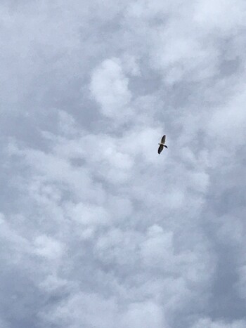 Eurasian Goshawk ひき岩群国民休養地 Tue, 11/30/2021