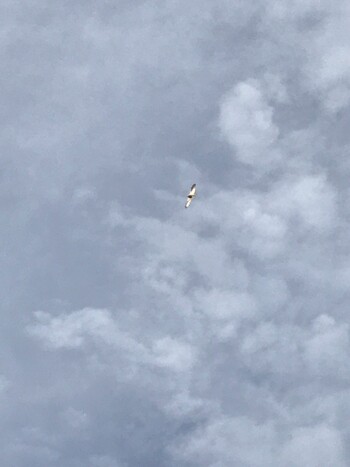 Eurasian Goshawk ひき岩群国民休養地 Tue, 11/30/2021