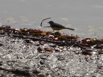 Grey Wagtail ひき岩群国民休養地 Tue, 11/30/2021