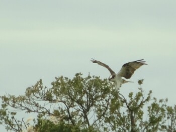 Tue, 11/30/2021 Birding report at 田辺市新庄町