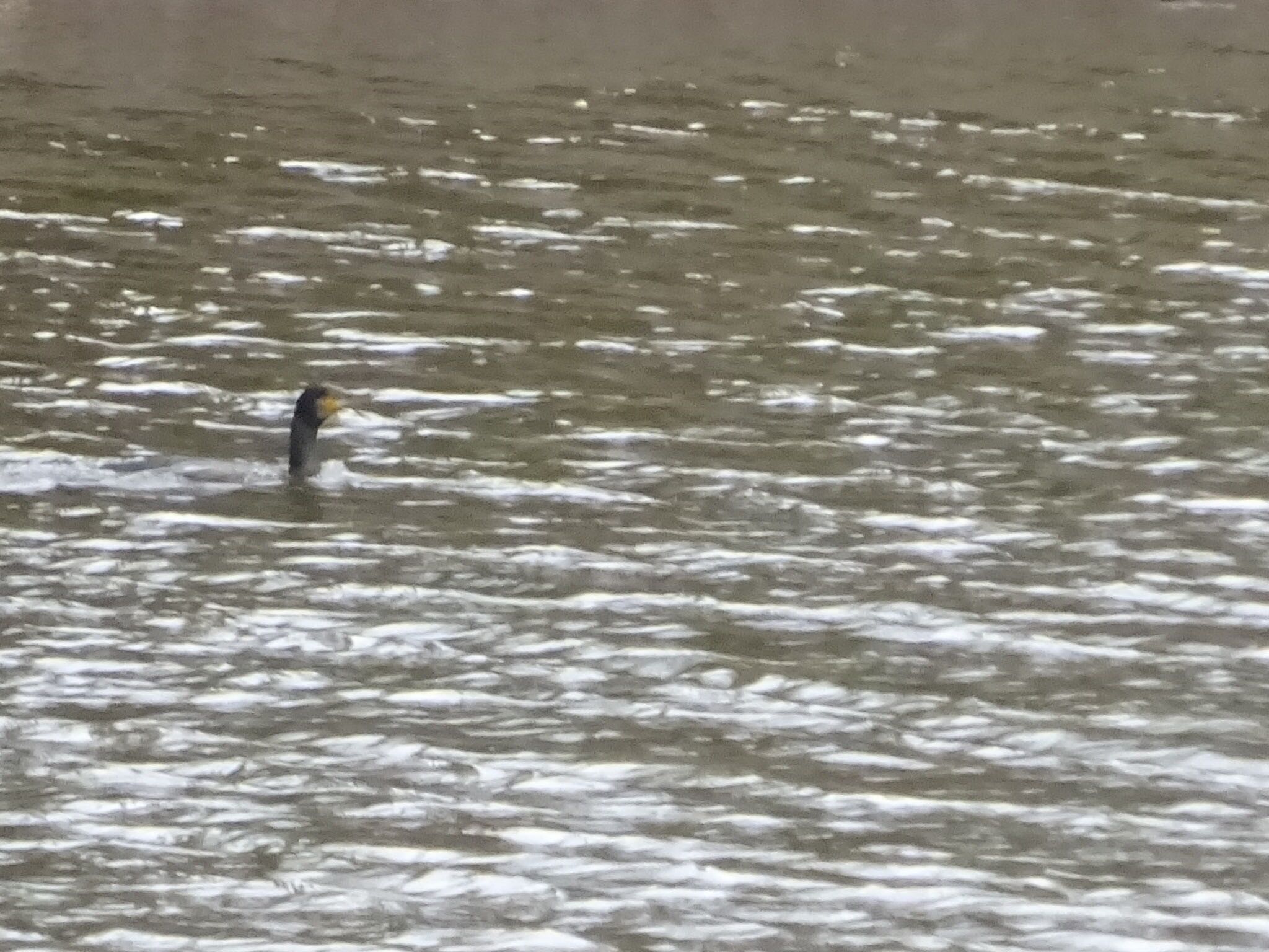 Photo of Great Cormorant at ひき岩群国民休養地 by kitaD