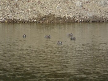 Mallard ひき岩群国民休養地 Tue, 11/30/2021