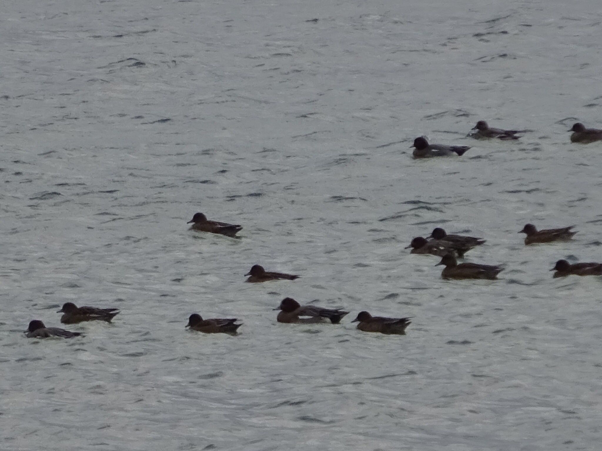 Eurasian Wigeon