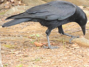 2021年11月30日(火) 葛西臨海公園の野鳥観察記録