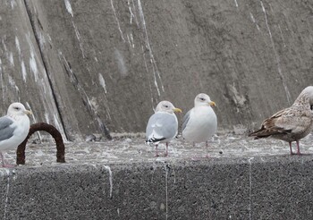 カナダカモメ 銚子漁港 2020年2月15日(土)