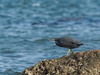 2019年2月23日(土) 銚子漁港の野鳥観察記録