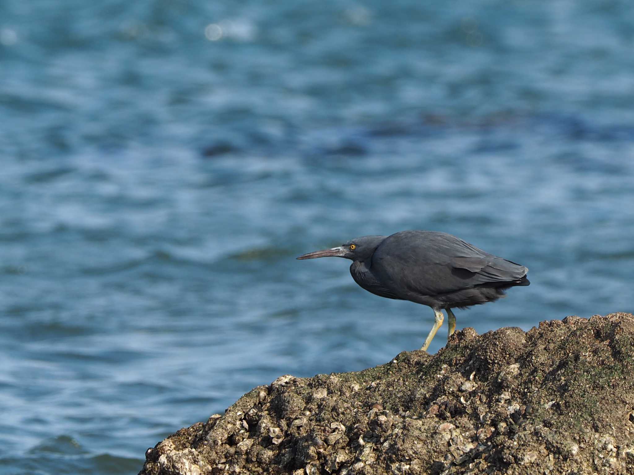 銚子漁港 クロサギの写真 by ハイウェーブ