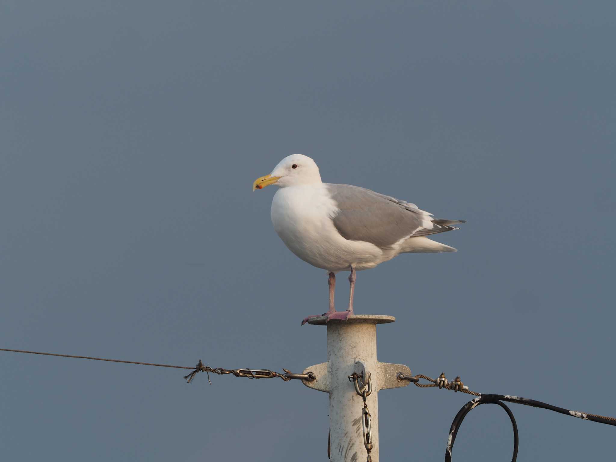 銚子漁港 ワシカモメの写真 by ハイウェーブ