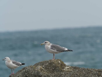 セグロカモメ 銚子漁港 2019年2月23日(土)