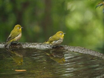 2020年10月4日(日) 権現山(弘法山公園)の野鳥観察記録