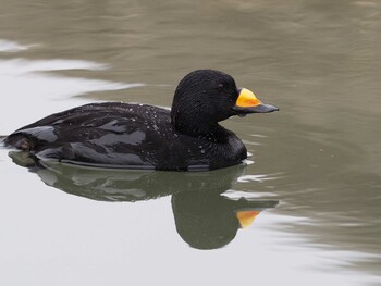 クロガモ 銚子漁港 2020年2月15日(土)