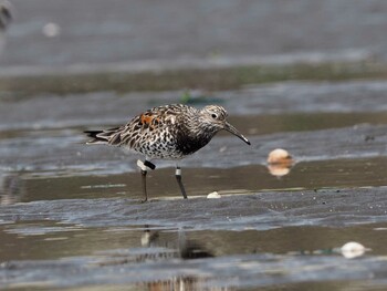 オバシギ ふなばし三番瀬海浜公園 2019年4月7日(日)