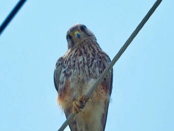 チョウゲンボウ 巨椋干拓地 2019年6月22日(土)