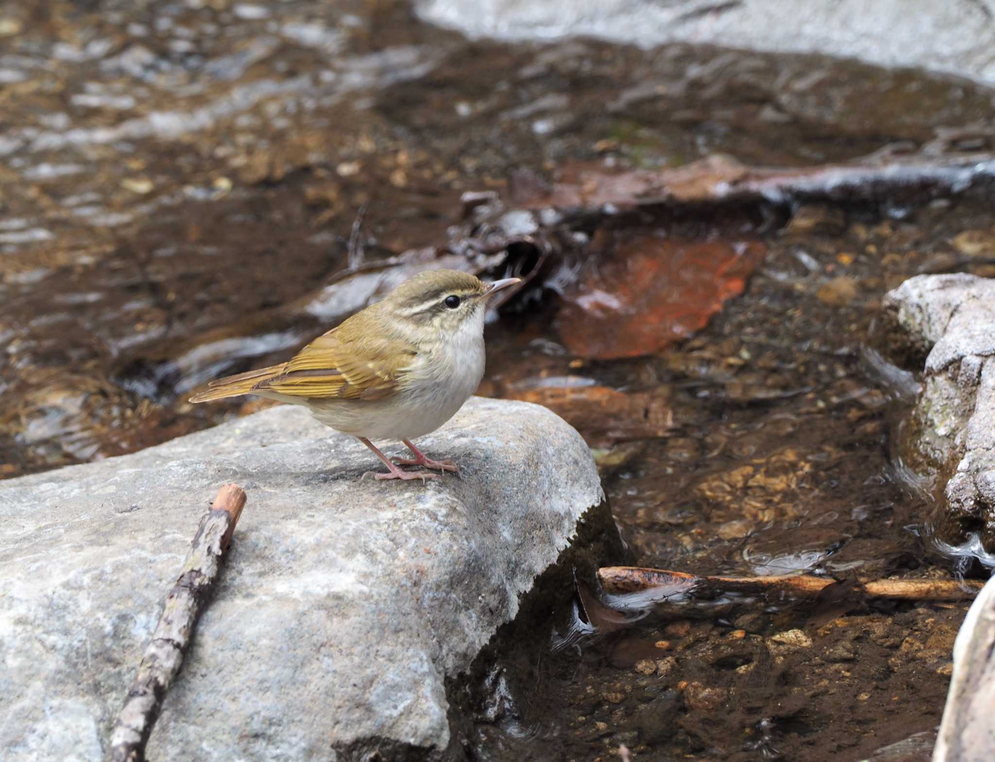 軽井沢野鳥の森 センダイムシクイの写真 by ハイウェーブ