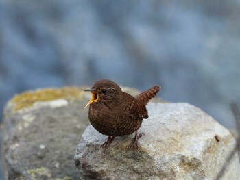 ミソサザイ 軽井沢野鳥の森 2019年4月30日(火)