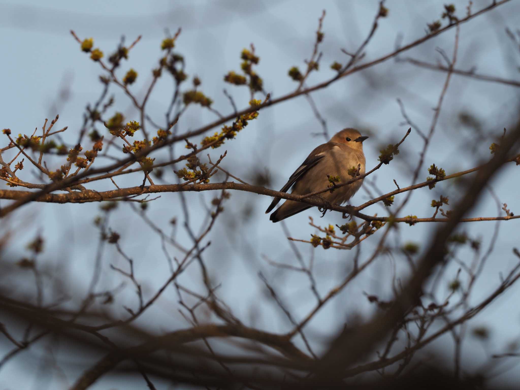 軽井沢野鳥の森 コムクドリの写真 by ハイウェーブ