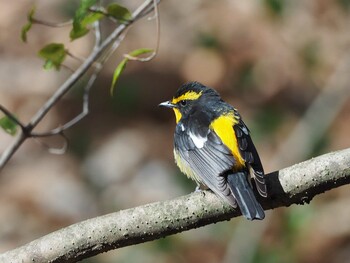 キビタキ 軽井沢野鳥の森 2019年4月30日(火)