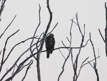 オオタカ 行徳野鳥保護区 2014年12月14日(日)