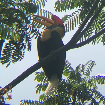 Knobbed Hornbill Tangkoko NR(Indonesia Sulawesi Island) Thu, 3/12/2020