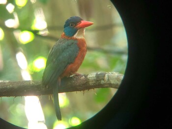 Green-backed Kingfisher Tangkoko NR(Indonesia Sulawesi Island) Thu, 3/12/2020
