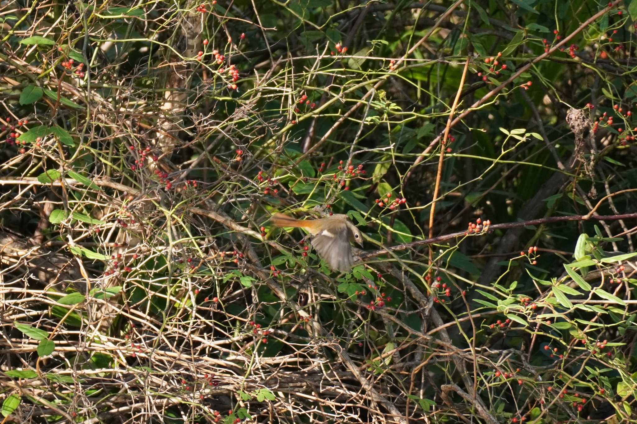 埼玉県 ジョウビタキの写真 by どばと