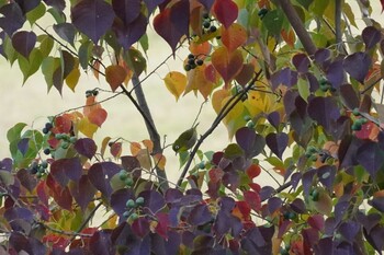 2021年11月3日(水) 埼玉県の野鳥観察記録