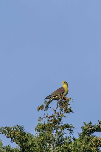 White-bellied Green Pigeon 大分県大分市 Sat, 5/20/2017