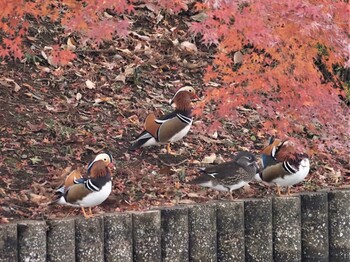 オシドリ DIC川村記念美術館庭園 2021年11月30日(火)