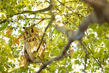 トラフズク 中里公園(寒川町) 2021年11月28日(日)