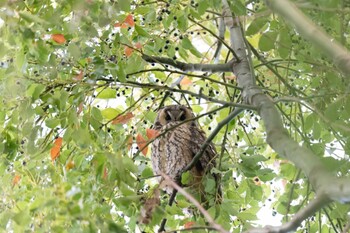 トラフズク 中里公園(寒川町) 2021年11月27日(土)