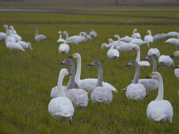 2021年12月1日(水) 潟ノ内(島根県松江市)の野鳥観察記録