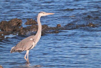 2021年11月27日(土) 東京港野鳥公園の野鳥観察記録