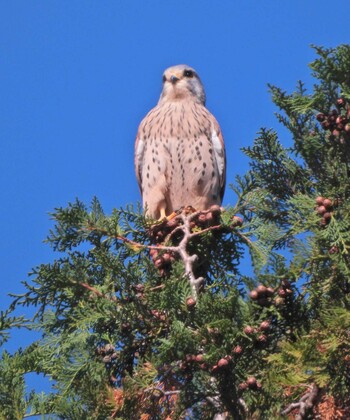 2021年11月27日(土) 舞岡川遊水地の野鳥観察記録