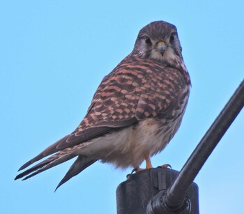 2021年11月23日(火) 舞岡熊之堂の野鳥観察記録