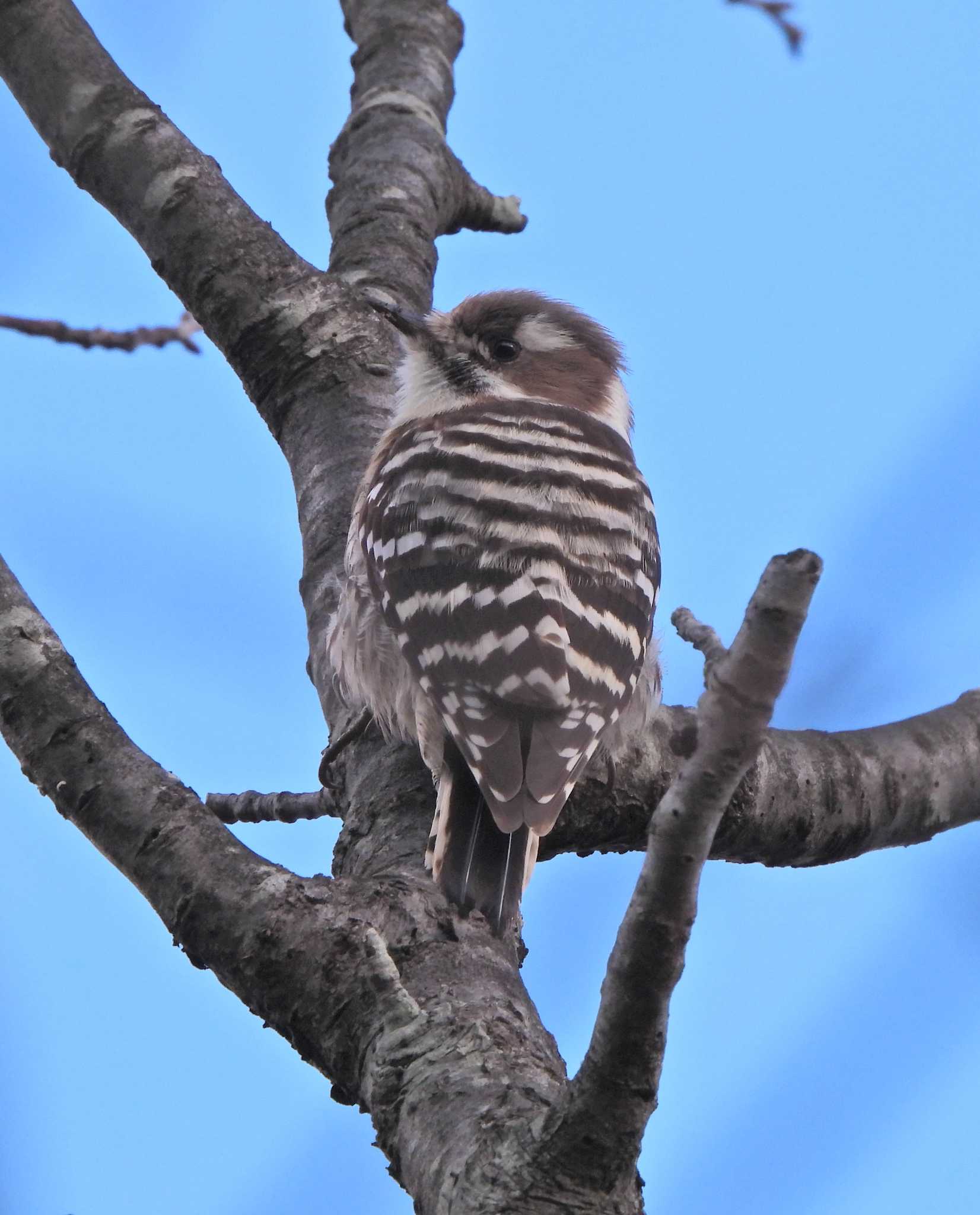 Japanese Pygmy Woodpecker